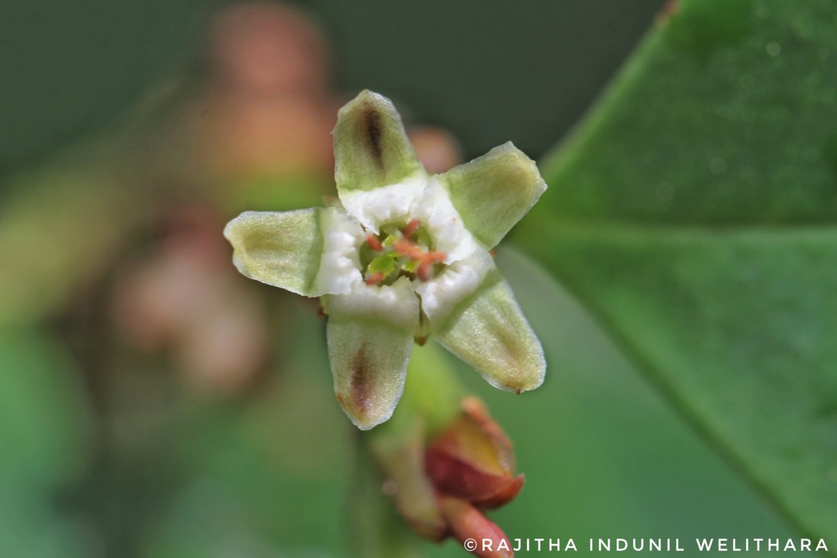 Erythroxylum obtusifolium (Wight) Hook.f.